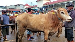 Harga Sapi Bakalan Terbaru Hari Ini Pasar Purwantoro Wonogiri Jawa Tengah [upl. by Holub]