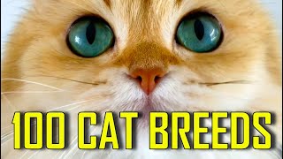 All 100 CAT BREEDS [upl. by Rezzani]