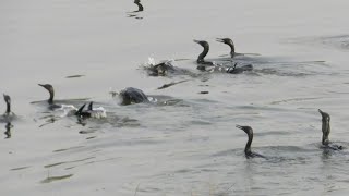 Indian Cormorants Hunting Fish  Fishing Birds  Fishing Cormorants [upl. by Abramson888]