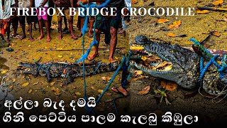 Firebox Bridge Crocodile ගිනි පෙට්ටිය පාලම කැලබු කිඹුලා Elephant soul [upl. by Nivat]