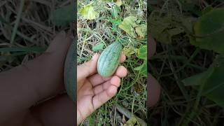 Picking Cucamelon Fruit [upl. by Thora683]