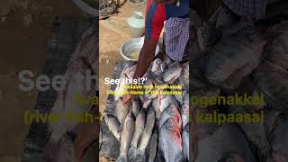 ✨Today ✅Hogenakkal ☑Fish 🙌Seller Explain🤗 Types Of 🐠Fish fishmarket viral ontrending hogenakkal [upl. by Odlaw]