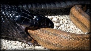 Indigo Snake Eats Rat Snake 03 Music [upl. by Hsiekal101]