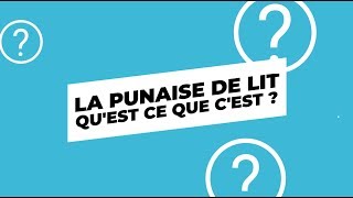 Punaise de lit  Comment les punaises de lit viennent chez vous et quest ce que cest [upl. by Tocs693]