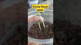 zinnia plant germinated seeds  how to grow zinnia plants from seeds  zinnia plant seeds  zinnia [upl. by Biagi]