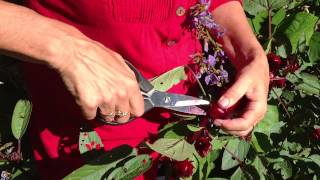 How to harvest rosellas [upl. by Ayikur352]