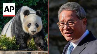 Chinese Premier Li Qiang promises more pandas for Australia [upl. by Notirb680]