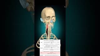 Longus colli muscle anatomy muscleanatomy [upl. by Yrehc]