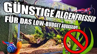 Günstige Algenfresser für das LowBudget Aquascape  Aquarium [upl. by Gnidleif391]