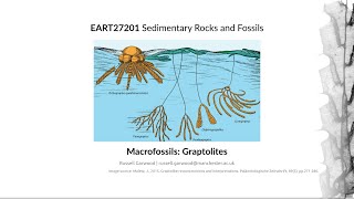 Graptolites Video 1  EART27201  Sedimentary Rocks and Fossils [upl. by Eizdnil]