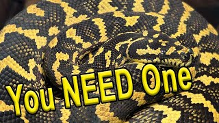 Why You NEED A Carpet Python [upl. by Franckot]