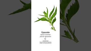 Epazote  Pronunciation English Phonetic Transcription Plural Form  Herbs Vocabulary Playlist [upl. by Iur]