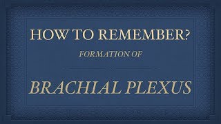 BRACHIAL PLEXUS FORMATION [upl. by Omsare]