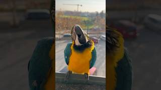 Устал летать 🥰 parrot cute animals nature funny funnyanimals love zoo pets birds macaw [upl. by Sondra484]