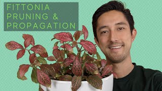 Fittonia Pruning amp Propagation  Water vs Soil For Starting New Nerve Plants [upl. by Lyndsay467]