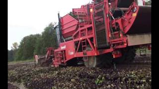 Dewulf R3060 harvesting red beets [upl. by Alguire]