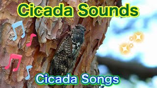 Cicada Sounds and Cicada Songs with My CicadaPhotos [upl. by Wenona]