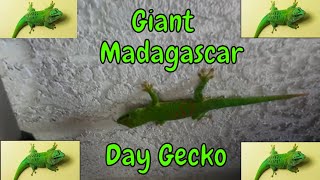 Florida Keys Giant Madagascar Day Gecko [upl. by Monie]