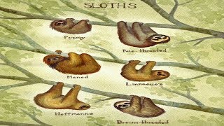 All Sloth Species  Species List [upl. by Mcferren290]