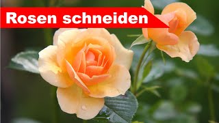 🌷 Rosen schneiden im Frühling 🌻  Schnitt für Rosenstöcke und Bodendecker  Großstadtgärtnern [upl. by Bevash608]