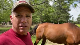 Horse Sheath Cleaning  1000 SUBSCRIBERS [upl. by Denman]