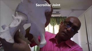 ILIUM ISCHIUM PUBIS Gluteal Osteology SI Joint Sciatic Foramen and Clinical Aspects Sanjoy Sanyal [upl. by Illib244]