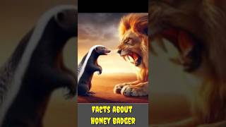 Fearless Facts The Honey BadgerShortsViralTrendingExploreFactsAnimalsNature [upl. by Limoli]