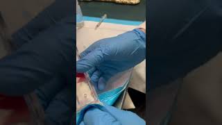 How to Perform Mouse Tail Vein Injections with Mvein Restrainer [upl. by Dnomde103]