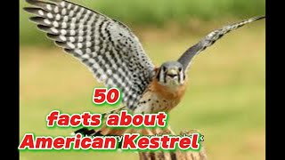 50 facts about American Kestrel [upl. by Kirt]