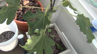 Fig Tree Leaf Characteristics [upl. by Giacobo]