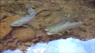 Stocking quotThe Stretchquot Vid 2 Oct 17 Slate Run Brown Trout Club [upl. by Nolan730]