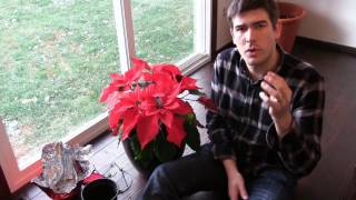 How to Grow Poinsettia Year Round  Complete Growing Guide [upl. by Rafe990]