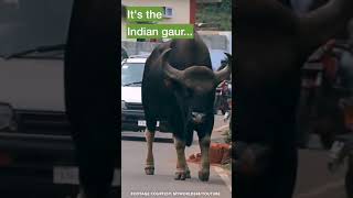 The world’s largest bovine species — Indian gaur shorts [upl. by Esimaj969]