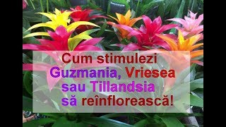 Cum stimulezi reinflorirea la Guzmania Vriesea Tillandsia și Aechmea [upl. by Zetneuq]