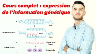 Cours complet  expression de l’information génétique [upl. by Reemas]