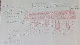 Drawing of keratinized amp non keratinized epithelium dentistry oralhistology [upl. by Lenaj]