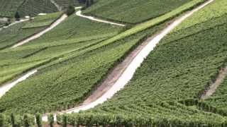 Malgré les nombreuses pluies estivales la vigne est saine en Valais [upl. by Zeb]