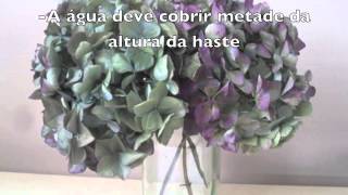 Hortênsias para decoraçãoSecagem [upl. by Bernardi]