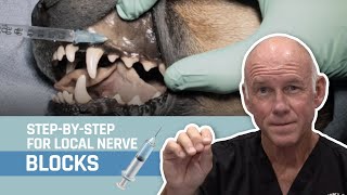 Veterinary Dentistry  Nerve Blocks for Oral Surgery for Dogs and Cats [upl. by Waters261]