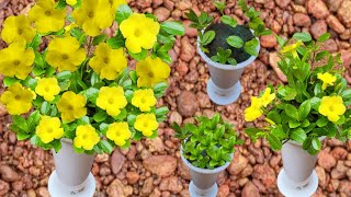 best flower plants to grow at home malayalam viralvideo sitout kerala gardening makeover [upl. by Gentes]