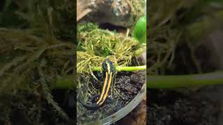 Laos Newt in small terrestrial setup 2022 efts Laotriton Laoensis [upl. by Kaczer245]