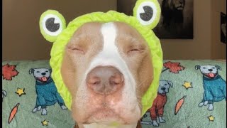 My Dog Has a Spa Day 🧖‍♂️ ASMR [upl. by Llenoil]