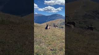 Rocky Mountain National Park Elk [upl. by Esenahs]