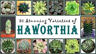 30 Stunning Varieties of Haworthia  Ornamental Houseplants with Beautiful Rosette  Zebra plant [upl. by Elyag]