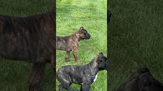 Presa Canario puppies [upl. by Oiznun]