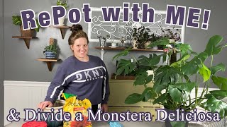 RePot with ME amp Divide Monstera Deliciosa Monstera Propagation by Division [upl. by Hayward889]