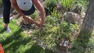 Quick Train Deadheading Cranesbill Geranium [upl. by Bandeen]