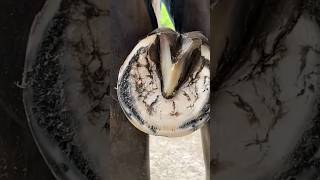 How ferrier work making horseshoes asmr satisfying hoofmp4 [upl. by Burl]