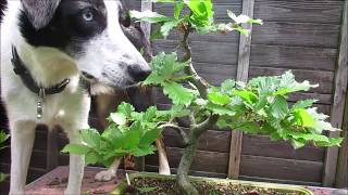 Large Beech Informal Upright Bonsai Update May 2017 [upl. by Ecadnac]