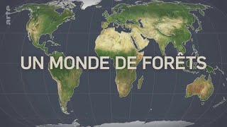 Dessous des cartes  Un monde de forêts 2020 [upl. by Ellissa]